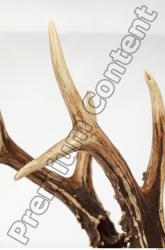 Skull Deer